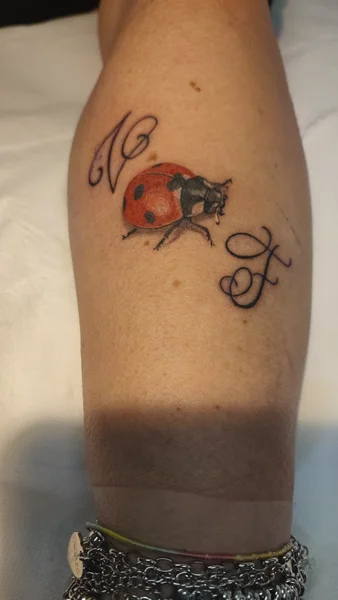 animali-coccinella