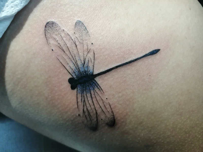 animali-libellula