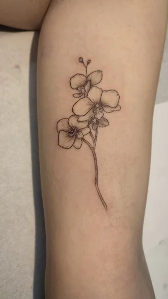fine-line-orchidea